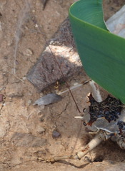 Acanthoproctus cervinus
