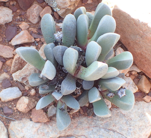 Cerochlamys pachyphylla, photograph 6