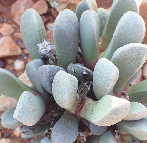 Cerochlamys pachyphylla, photograph 5