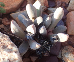 Cerochlamys pachyphylla