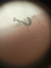Hierodula transcaucasica