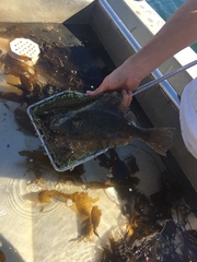 Paralichthys californicus