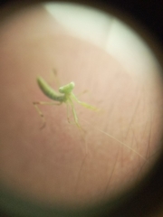 Hierodula transcaucasica