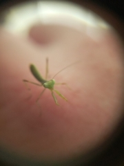 Hierodula transcaucasica