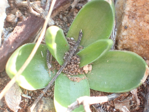 Drimia cochlearis