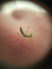 Hierodula transcaucasica