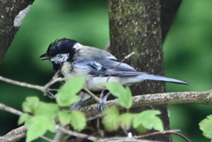 Parus major major