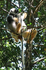Propithecus diadema
