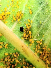 Aphis nerii