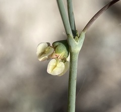 Eriogonum hookeri