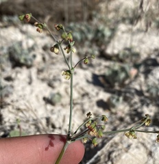 Eriogonum hookeri