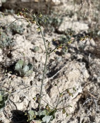 Eriogonum hookeri