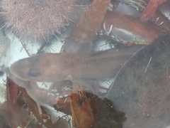 Blackbelly Eelpout photo 2