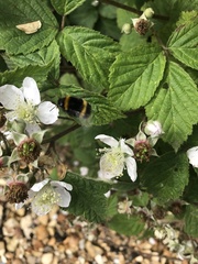Bombus
