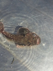 Smooth Stargazer photo 2