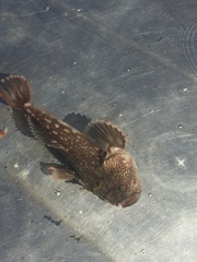 Smooth Stargazer photo 1