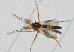 Demeijerea rufipes