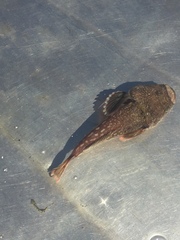 Smooth Stargazer photo 3