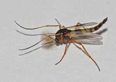 Demeijerea rufipes