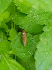 Ectobius vittiventris