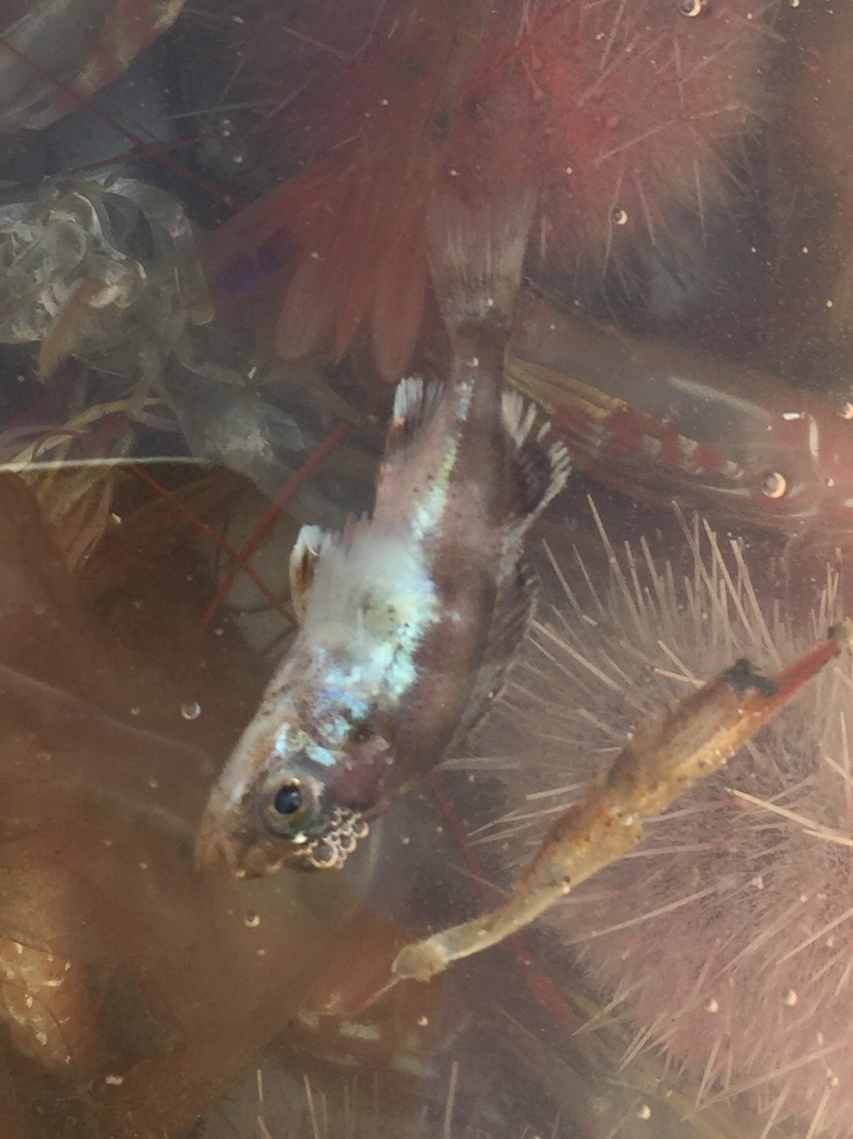 Bank rockfish (Sebastes rufus) — Sebastidae