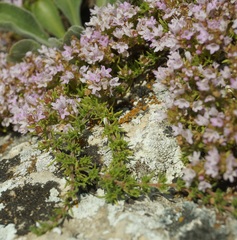 Thymus tauricus