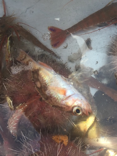 Olive-backed rockfish (Sebastes saxicola) — Sebastidae