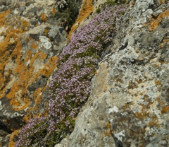 Thymus tauricus
