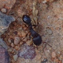 Tetramorium solidum