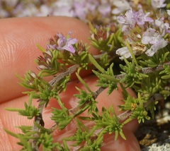 Thymus tauricus