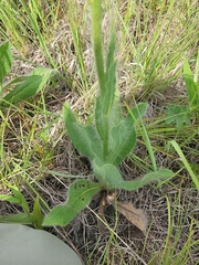 Hieracium longipilum
