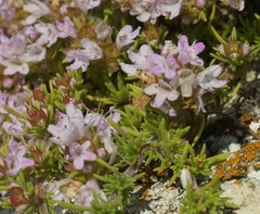 Thymus tauricus
