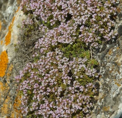 Thymus tauricus