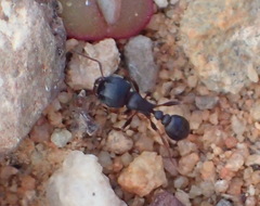 Tetramorium solidum
