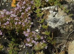 Thymus tauricus