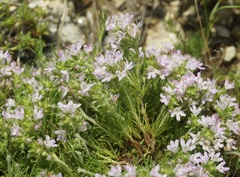 Thymus tauricus