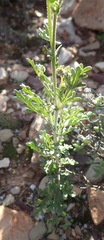 Hermannia pulverata