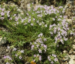 Thymus tauricus