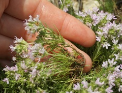 Thymus tauricus
