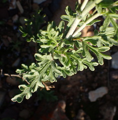 Hermannia pulverata