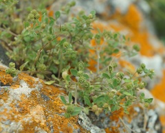 Medicago meyeri