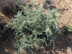 Tetraena retrofracta