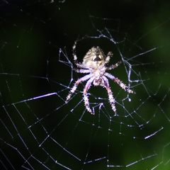 Araneus ventricosus
