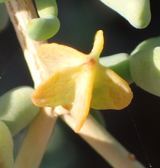 Tetraena retrofracta