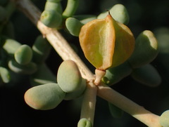 Tetraena retrofracta
