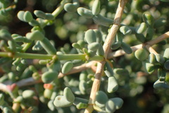 Tetraena retrofracta