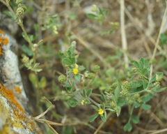 Medicago meyeri
