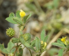 Medicago meyeri