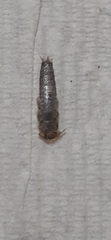 Lepisma