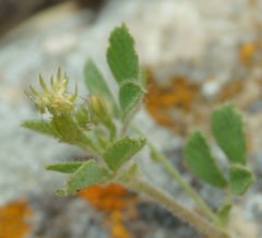 Medicago meyeri